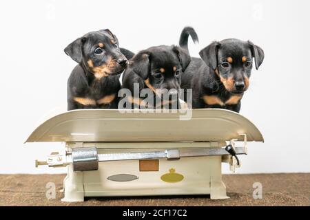 Trois chiots Jack Russell terrier posant sur une échelle de bébé vintage, fond blanc Banque D'Images