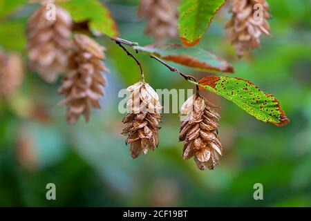 Ostrya carpinifolia, le charme européen de houblon Banque D'Images