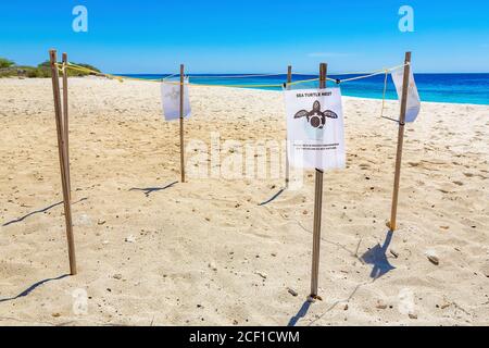 La tortue de mer protégée nichent sur la plage avec la mer sur l'île Bonaire Banque D'Images