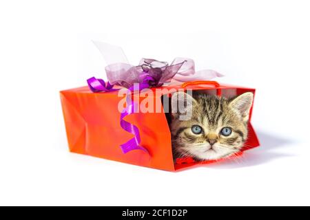 Jeune chat de tabby doré se cachant dans une boîte cadeau rouge isolée sur fond blanc Banque D'Images