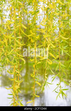 Chatons frais à fleurs vertes avec feuilles de saule pleurant Banque D'Images