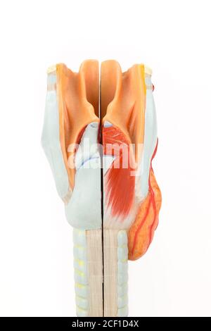 Larynx humain avec trachée isolé sur fond blanc Banque D'Images