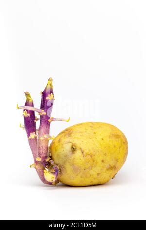 Pomme de terre germinée avec deux tiges isolées sur fond blanc Banque D'Images