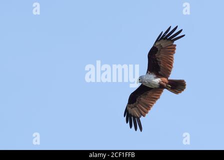 Brahminy Kite - Haliatur Indus, bel oiseau de proie des terres boisées et marécageuses asiatiques et australiennes, Sri Lanka. Banque D'Images