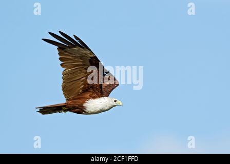 Brahminy Kite - Haliatur Indus, bel oiseau de proie des terres boisées et marécageuses asiatiques et australiennes, Sri Lanka. Banque D'Images