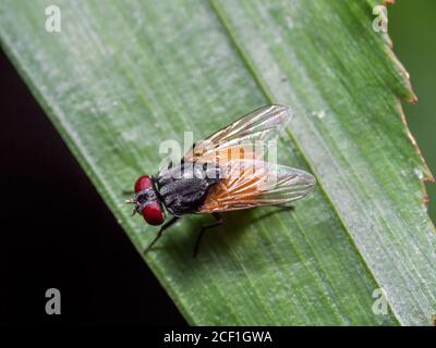 Photographie Macro de mouche sur feuille verte Banque D'Images