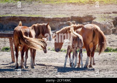 Chevaux sur ranch. Quatre chevaux de châtaigne de race pure mangeant du foin. Mousses et mares à la ferme Banque D'Images