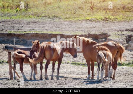 Chevaux sur ranch. Quatre chevaux de châtaigne de race pure mangeant du foin. Mousses et mares à la ferme Banque D'Images