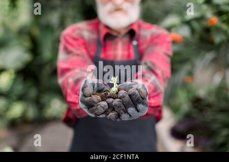 Gros plan image rognée des mains d'un jardinier mâle barbu senior en gants noirs, tenant le sol avec une jeune plante succulente pour l'agriculture ou la plantation Banque D'Images