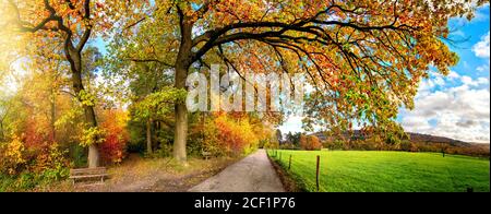 Magnifique paysage rural en automne, un paysage panoramique avec un chemin menant sous des branches colorées le long d'un pré vert Banque D'Images