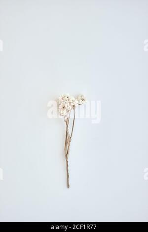 Petites fleurs blanches pressées sur fond blanc. Décor doux de style bohémien. Photo verticale. Concept d'intérieur de maison avec fleurs pressées. Banque D'Images