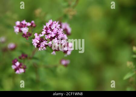 Origan à fleurs, origanum tyttanthum, origan du Kirghizistan. La saveur est piquante et épicée, une herbe culinaire classique pour la pizza et la sauce tomate. Banque D'Images