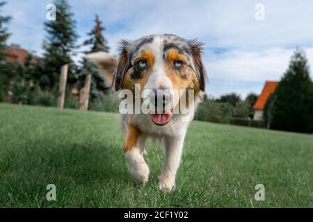 un berger australien en grand angle, assis sur le green vert gras et ciel bleu prairie Banque D'Images