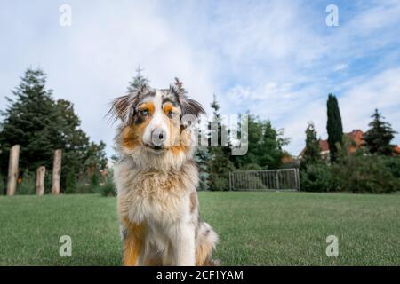 un berger australien en grand angle, assis sur le green gras et bleu ciel mignon chiot chien Banque D'Images