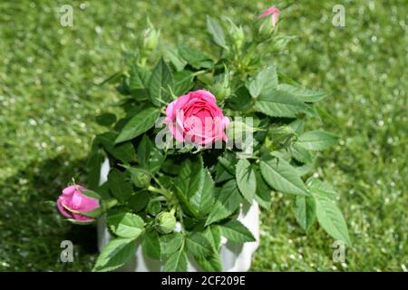 petit rose rose rose rose dans le jardin Banque D'Images