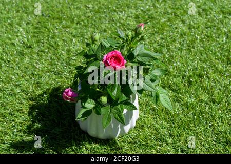 petit rose rose rose rose dans le jardin Banque D'Images