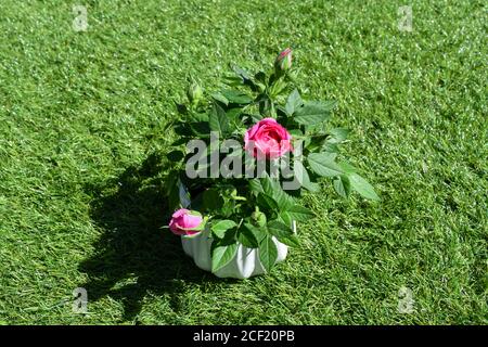 petit rose rose rose rose dans le jardin Banque D'Images
