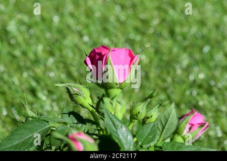 petit rose rose rose rose dans le jardin Banque D'Images