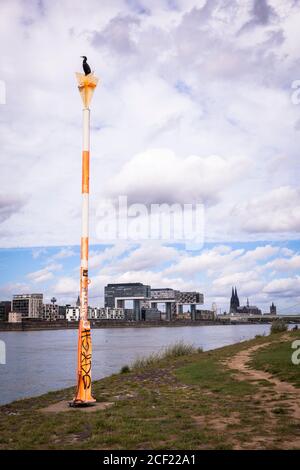 cormorant se trouve sur un poteau sur les rives du Rhin dans le quartier de Poll, vue sur le port de Rheinau et la cathédrale, Cologne, Allemagne. Kormoran sitzt Banque D'Images