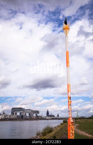 cormorant se trouve sur un poteau sur les rives du Rhin dans le quartier de Poll, vue sur le port de Rheinau et la cathédrale, Cologne, Allemagne. Kormoran sitzt Banque D'Images