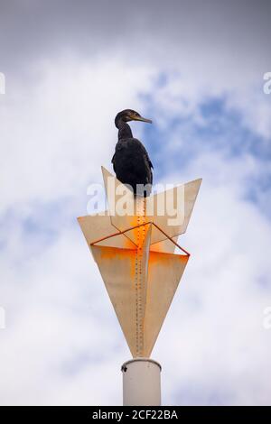 cormorant est assis sur un poteau sur les rives du Rhin dans le district de Poll, Cologne, Allemagne. Kormoran sitzt auf einem Pfahl am Rheinufer im Stadtteil P. Banque D'Images