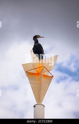cormorant est assis sur un poteau sur les rives du Rhin dans le district de Poll, Cologne, Allemagne. Kormoran sitzt auf einem Pfahl am Rheinufer im Stadtteil P. Banque D'Images