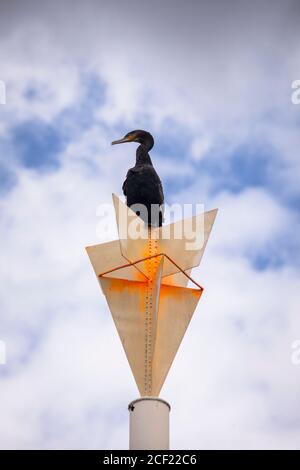 cormorant est assis sur un poteau sur les rives du Rhin dans le district de Poll, Cologne, Allemagne. Kormoran sitzt auf einem Pfahl am Rheinufer im Stadtteil P. Banque D'Images