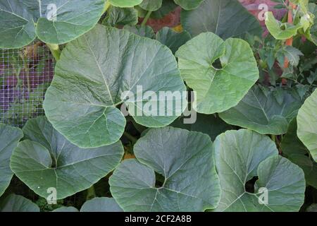 Une belle plante de citrouille qui pousse dans le jardin biologique de l'arrière-cour. Banque D'Images