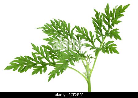 Feuille d'herbe à poux isolée sur fond blanc avec chemin de coupure et profondeur de champ complète Banque D'Images