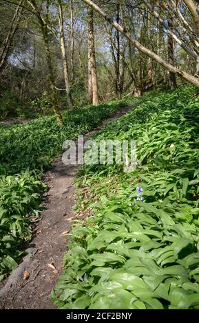 Ail sauvage (Allium ursinum) également connu sous le nom de ramsons, sarrasins, ail à feuilles larges, ail de bois, poireau d'ours ou ail d'ours, croissant dans les bois. Boug Banque D'Images