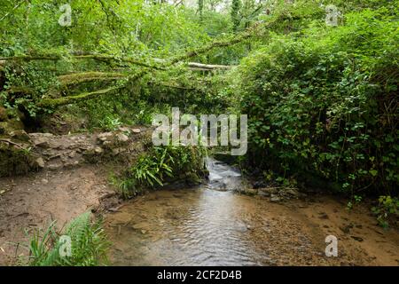 La rivière Mells au-dessus de laquelle un frêne européen est tombé en raison du champignon de dépérissement des cendres (Hymenoscyphus fraxineus), réserve naturelle de Harridge Wood, Somerset, Angleterre. Banque D'Images