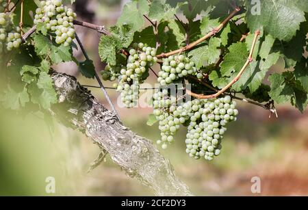 03 septembre 2020, Saxe-Anhalt, Höhnstedt: Raisins de la variété 'Riesling' mûrissent sur une vigne sur un vignoble de la production fruitière Höhnstedt. La récolte des raisins de l'association des vignerons Freyburg-Unstrut an Saale et Unstrut est en cours. Les gelées tardives pendant les saints de glace et les dommages causés par la grêle entraînent des pertes de rendement. Seulement un quart environ de la quantité habituelle a été récolté sur une superficie d'un demi-hectare, soit environ 1200 au lieu de 5000 kilogrammes. Credit: dpa Picture Alliance/Alay Live News Banque D'Images