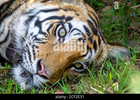 Tiger face en gros plan, Panthera Leo, réserve Sanjay Dubri Ttiger, Madhya Pradesh, Inde Banque D'Images