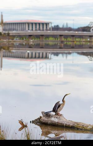 Une femelle de Darter Australasien (Anhinga novaehollandiae) sèche ses ailes devant le lac Burley Griffin et la Bibliothèque nationale de Canberra, en Autriche. Banque D'Images