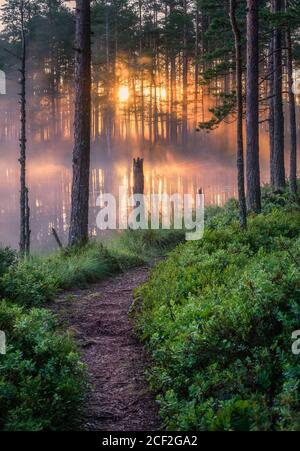 Paysage forestier pittoresque avec beau soleil brumeux à travers la forêt Le matin d'été en Finlande Banque D'Images