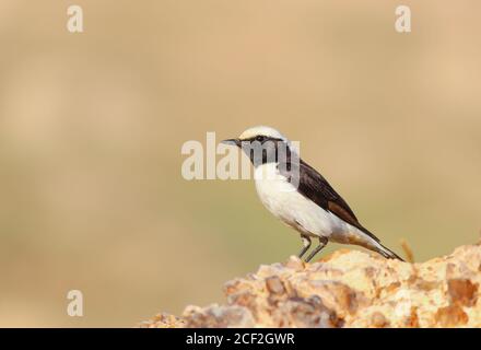 Deuil de l'oiseau de Wheatear Oenanthe lugens Banque D'Images