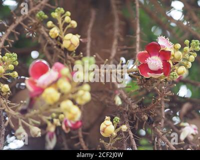 Shorea robusta, Dipterocarpaceae, Couroupita guianensis Aubl., Sal fleurant dans le jardin sur fond de nature floue Banque D'Images