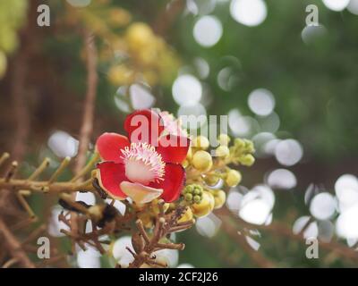 Shorea robusta, Dipterocarpaceae, Couroupita guianensis Aubl., Sal fleurant dans le jardin sur fond de nature floue Banque D'Images