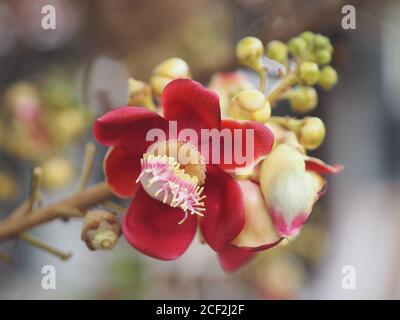 Shorea robusta, Dipterocarpaceae, Couroupita guianensis Aubl., Sal fleurant dans le jardin sur fond de nature floue Banque D'Images