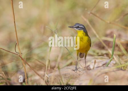 WESTERN Yellow Wagtail se trouve au sol Banque D'Images