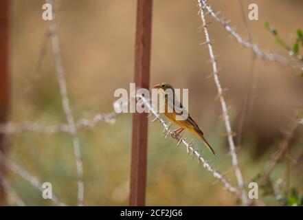 Ortolan Bunting ( Emberiza hortulana) debout sur fil Banque D'Images