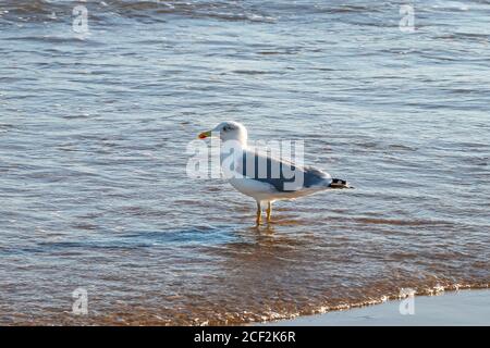 mouette à pattes jaunes dans l'eau sur la rive du plage Banque D'Images