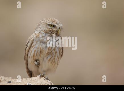 Petit hibou (Athene noctua) debout sur une jambe sur des rochers Banque D'Images