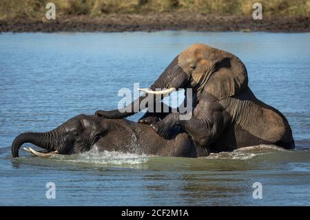 Des éléphants jouant dans l'eau lors d'une journée ensoleillée à Kruger Parc national en Afrique du Sud Banque D'Images