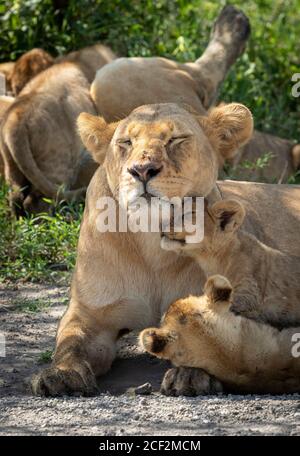 Lionne avec des mouches sur son nez et les yeux fermés regardant Après ses deux petits à Ndutu Tanzanie Banque D'Images