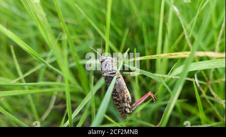 Trémie d'herbe rampant sur l'herbe verte. Macro-shot Bush-cricket. Matin d'été Meadow Eastern Locust à la recherche de nourriture dans la forêt. Bush-cricket Banque D'Images