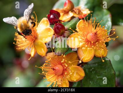 Une bourdon de Carder se nourrissant de fleurs jaunes et rouges d'Hypericum Albury Purple dans un jardin à Alsager Cheshire Angleterre unie Royaume-Uni Banque D'Images