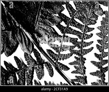 . Le compagnon de l'amateur de fougères; un guide pour les États du Nord-est et le Canada. Fern. Interrompue. Osmunda Claytoniana le Fern Lovers Companion 181 les frondes ont une teinte vert lihiâtre; elles atteignent la maturité des theirspores vers le dernier mois de mai. Les frondes stériles peuvent se distinguer de celles de la fougère à la cannelle en faisant une narine, comme celles-ci, retenue d'une touffe de laine à la base de chaque pinna. En outre, dans Clayton fougère les frondes plus larges, plus minces et plus minces dans la texture, et les segmentsplus arrondis; les frondes sont également plus enclins à courvevers l'extérieur. Ils deviennent jaunes à l'automne, parfois inonder les bois Banque D'Images