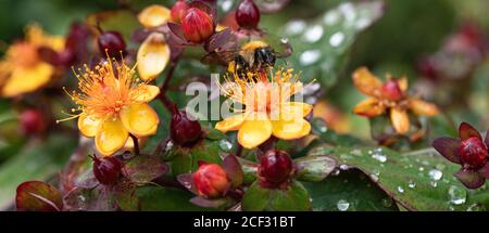 Une bourdon de Carder se nourrissant de fleurs jaunes et rouges d'Hypericum Albury Purple dans un jardin à Alsager Cheshire Angleterre unie Royaume-Uni Banque D'Images