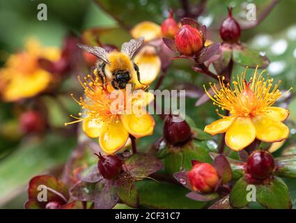 Une bourdon de Carder se nourrissant de fleurs jaunes et rouges d'Hypericum Albury Purple dans un jardin à Alsager Cheshire Angleterre unie Royaume-Uni Banque D'Images